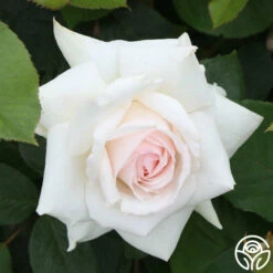 Swan Lake -HEIRLOOM ROSES Sales swan lake 14