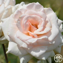 Swan Lake -HEIRLOOM ROSES Sales swan lake logo 02