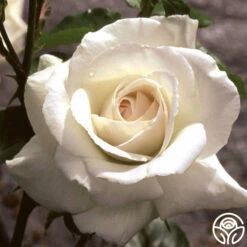 Swan Lake -HEIRLOOM ROSES Sales swan lake logo 04