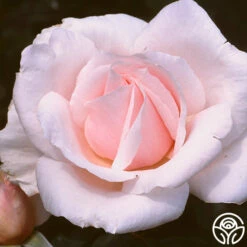 Sweet Afton -HEIRLOOM ROSES Sales sweet afton 1 1