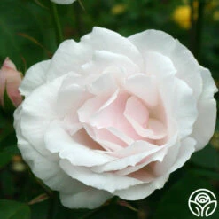 Sweet Afton -HEIRLOOM ROSES Sales sweet afton 2 1