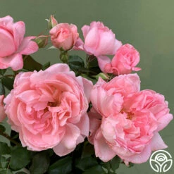 Sweet Eloise™ 9 Sweet Eloise™ -HEIRLOOM ROSES Sales sweet eloise 1