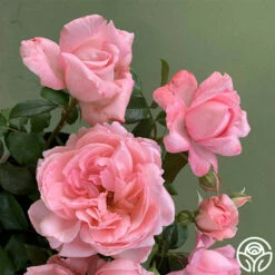 Sweet Eloise™ 8 Sweet Eloise™ -HEIRLOOM ROSES Sales sweet eloise 2