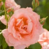 Sweet Fragrance -HEIRLOOM ROSES Sales sweet fragrance 2 1