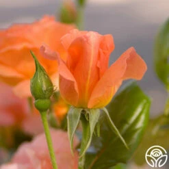 Sweet Fragrance 17 Sweet Fragrance -HEIRLOOM ROSES Sales sweet fragrance 7 1