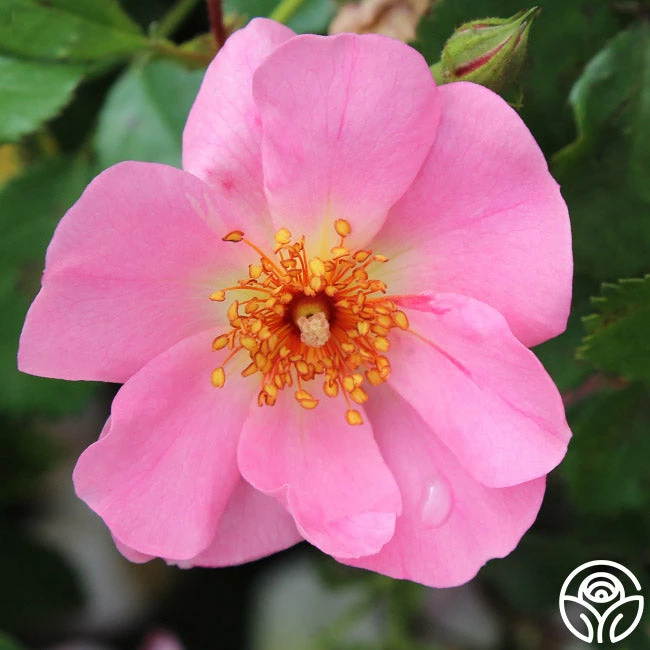 Sweet Haze® 3 Sweet Haze®