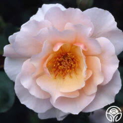 Sweet Sixteen™ -HEIRLOOM ROSES Sales sweet sixteen 3 1 2