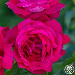 Sweet Spirit™ -HEIRLOOM ROSES Sales sweet spirit 2 1