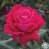 Sweet Spirit™ -HEIRLOOM ROSES Sales sweet spirit 3 1