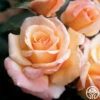 Tahitian Sunset™ -HEIRLOOM ROSES Sales tahitian sunset 1 7