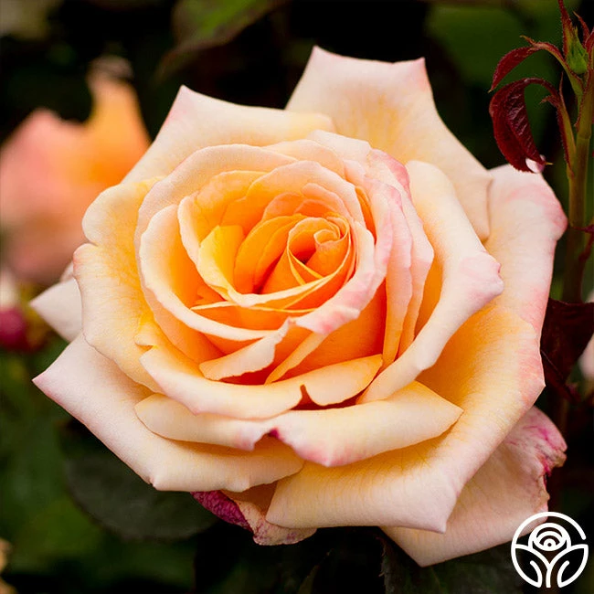 Tahitian Sunset™ 4 Tahitian Sunset™ - Image 2