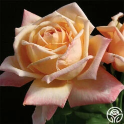 Tahitian Sunset™ 7 Tahitian Sunset™ -HEIRLOOM ROSES Sales tahitian sunset 3 1 1