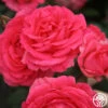 Tahitian Treasure™ -HEIRLOOM ROSES Sales tahitian treasure 1