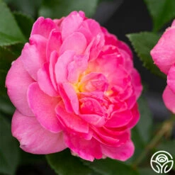 Tahitian Treasure™ -HEIRLOOM ROSES Sales tahitian treasure 3