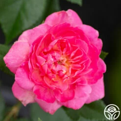 Tahitian Treasure™ -HEIRLOOM ROSES Sales tahitian treasure 4