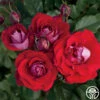 Take It Easy™ 2 Take It Easy™ -HEIRLOOM ROSES Sales take it easy 22