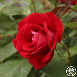 Take It Easy™ -HEIRLOOM ROSES Sales take it easy 2 5