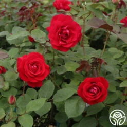 Take It Easy™ -HEIRLOOM ROSES Sales take it easy 3 1 1