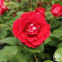 Take It Easy™ -HEIRLOOM ROSES Sales take it easy 5 5