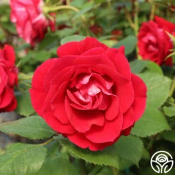 Take It Easy™ -HEIRLOOM ROSES Sales take it easy logo