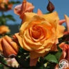Arborose® Tangerine Skies -HEIRLOOM ROSES Sales tangerine skies arborose 1
