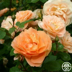 Tatin 16 Tatin -HEIRLOOM ROSES Sales tatin 15