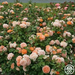 Tatin 15 Tatin -HEIRLOOM ROSES Sales tatin 16