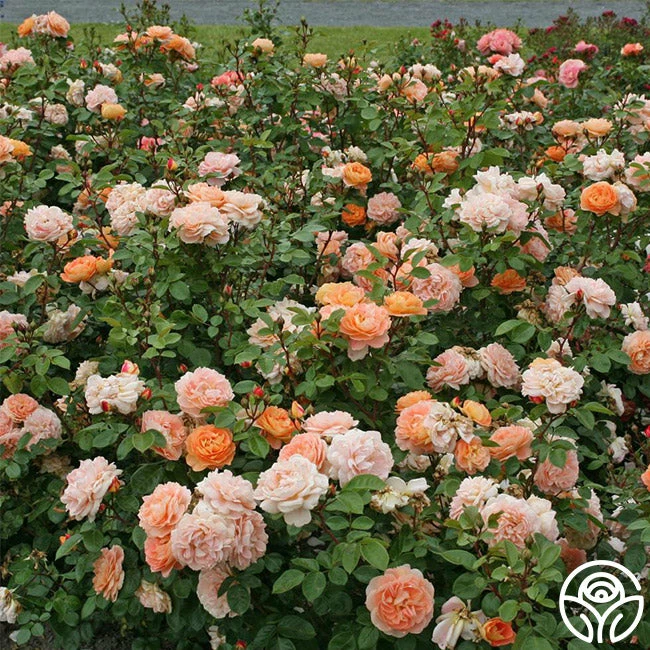 Tatin 8 Tatin - Image 6