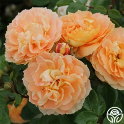 Tatin 13 Tatin -HEIRLOOM ROSES Sales tatin 21