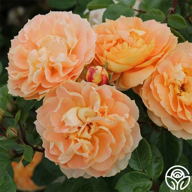 Tatin 6 Tatin - Image 4