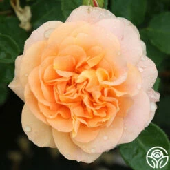 Tatin 14 Tatin -HEIRLOOM ROSES Sales tatin 88