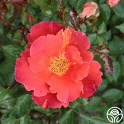 Tawny Tiger -HEIRLOOM ROSES Sales tawny tiger 2 1