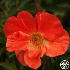 Tawny Tiger -HEIRLOOM ROSES Sales tawny tiger 6 4