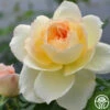 Tchaikovski® -HEIRLOOM ROSES Sales tchaikovski 1 8