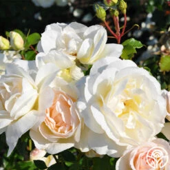 Tchaikovski® -HEIRLOOM ROSES Sales tchaikovski 3 7