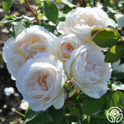 Tchaikovski® -HEIRLOOM ROSES Sales tchaikovski 5 7