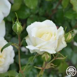 Tchaikovski® -HEIRLOOM ROSES Sales tchaikovski 6 7