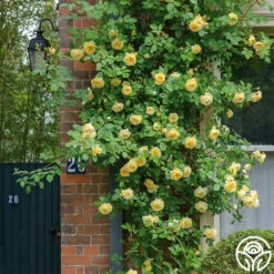 Teasing Georgia™ -HEIRLOOM ROSES Sales teasing georgia 1 2