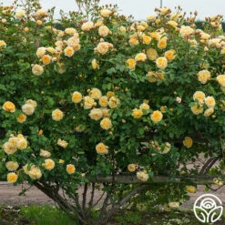 Teasing Georgia™ -HEIRLOOM ROSES Sales teasing georgia 4