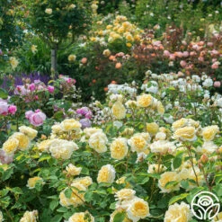 Teasing Georgia™ -HEIRLOOM ROSES Sales teasing georgia 6 1