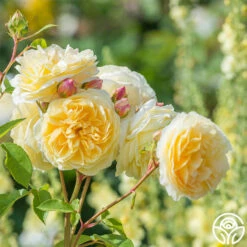 Teasing Georgia™ -HEIRLOOM ROSES Sales teasing georgia 8