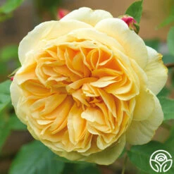 Teasing Georgia™ -HEIRLOOM ROSES Sales teasing georgia5