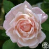 Tender Blush -HEIRLOOM ROSES Sales tender blush 2