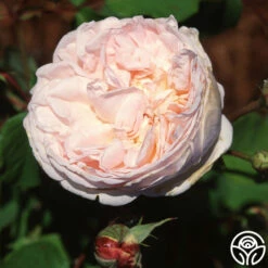 Tender Blush -HEIRLOOM ROSES Sales tender blush 32