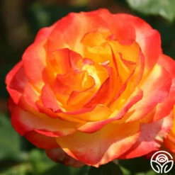 Tequila Sunrise 14 Tequila Sunrise -HEIRLOOM ROSES Sales tequila sunrise 2 5