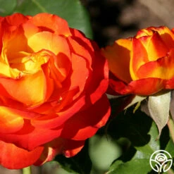 Tequila Sunrise 16 Tequila Sunrise -HEIRLOOM ROSES Sales tequila sunrise 3 5