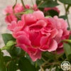 Tequila Supreme™ -HEIRLOOM ROSES Sales tequila supreme 4