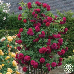 Tess Of The D'Urbervilles® -HEIRLOOM ROSES Sales tess of the durbervilles 1