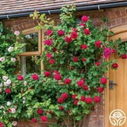 Tess Of The D'Urbervilles® -HEIRLOOM ROSES Sales tess of the durbervilles 3