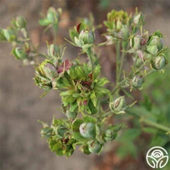 The Green Rose -HEIRLOOM ROSES Sales the green rose 3 5